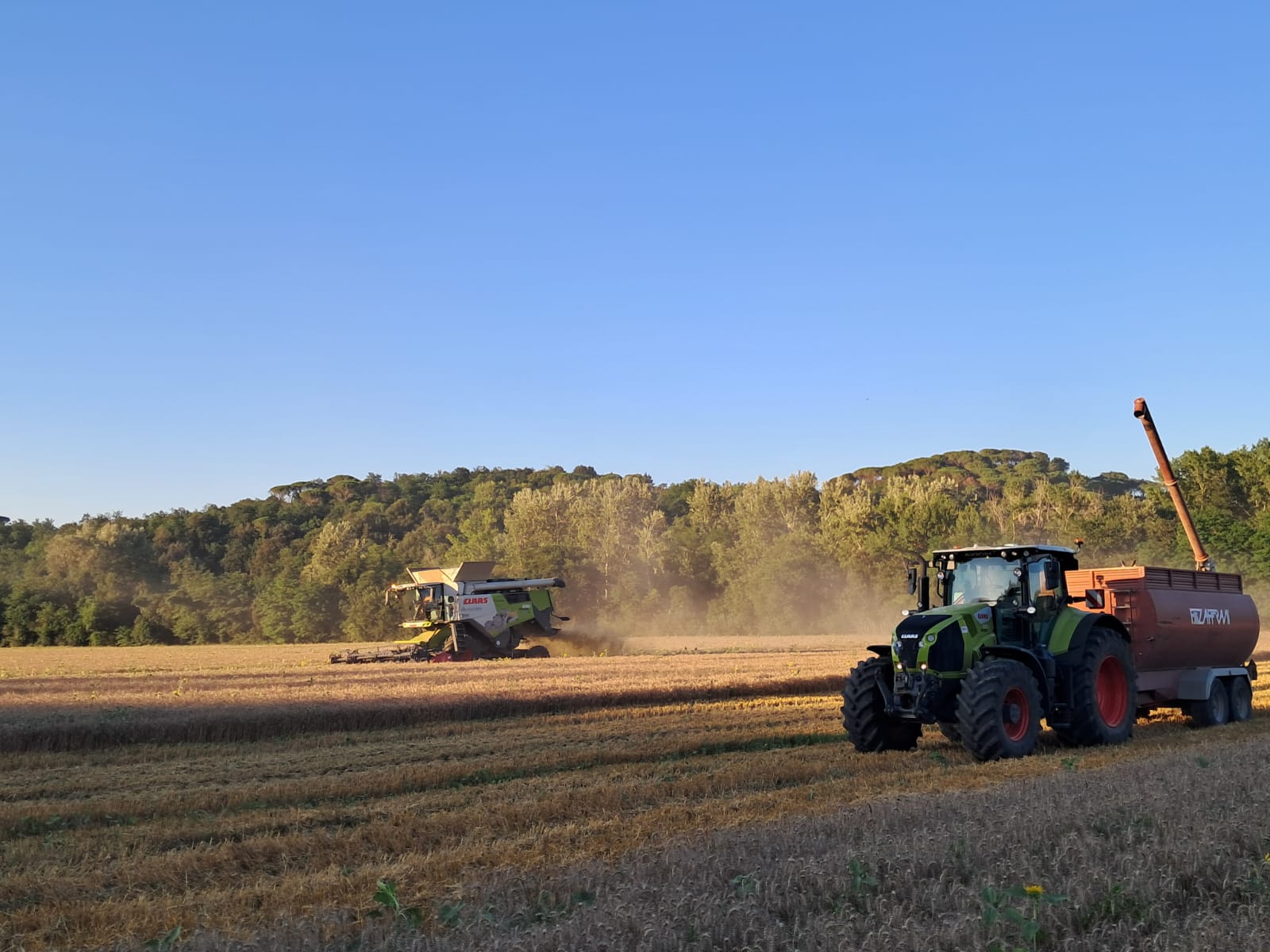 Trebbiatura in ora dorata