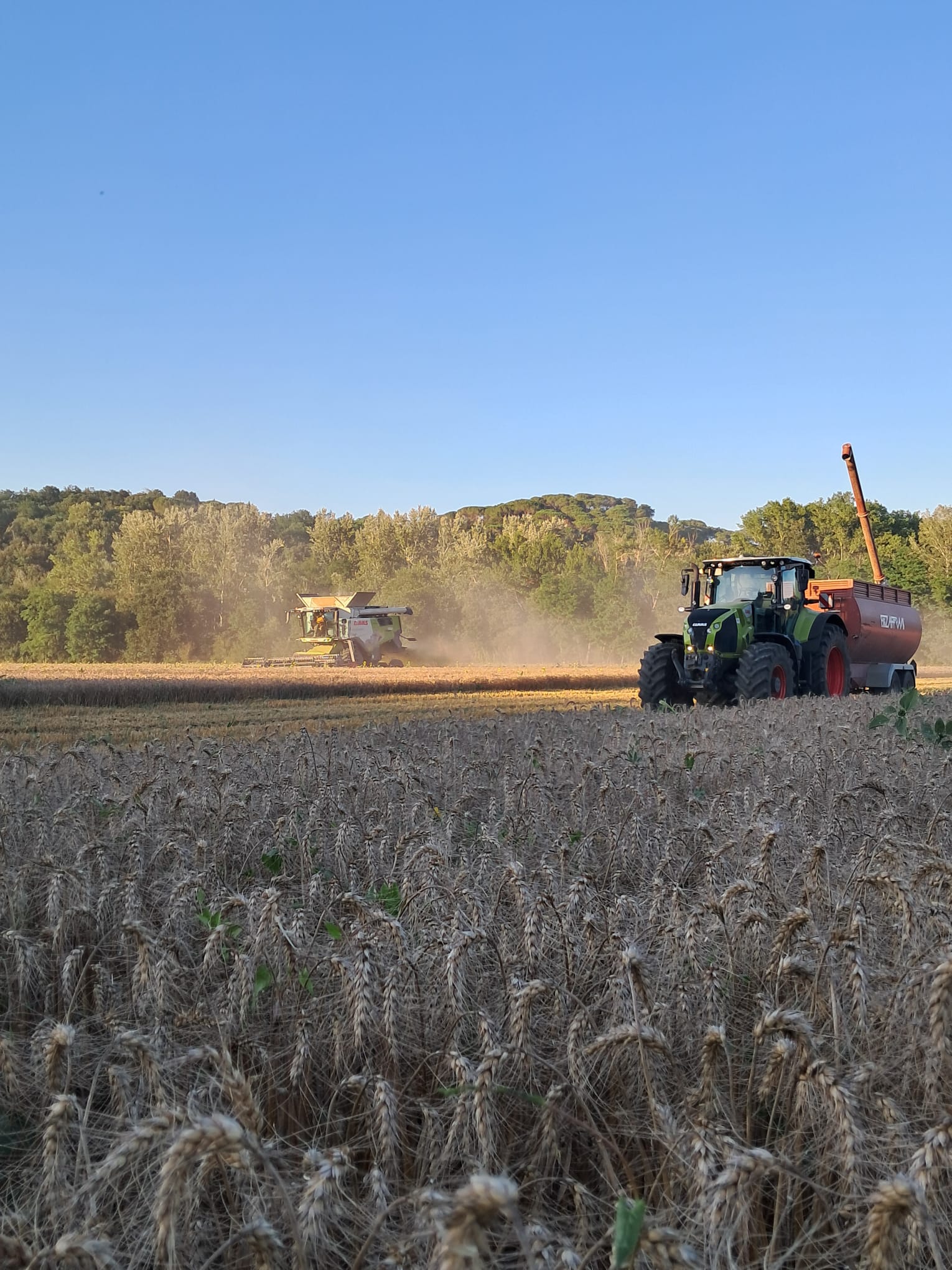 Trebbiatura al tramonto