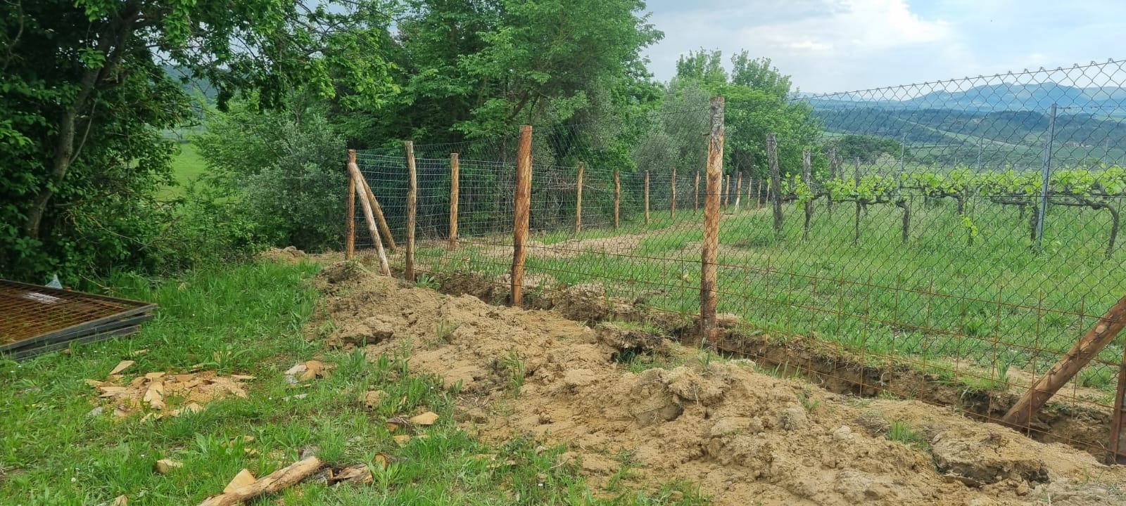 Recinzione vigneto
